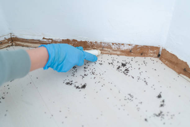 Best Ant Control Services  in Red Lake, AZ